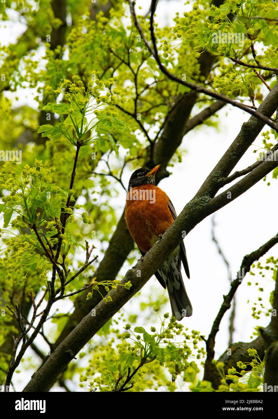 Un uccello Robin solista che si aggirano su un ramo di acero all'inizio della primavera - fotografia di scorta Foto Stock