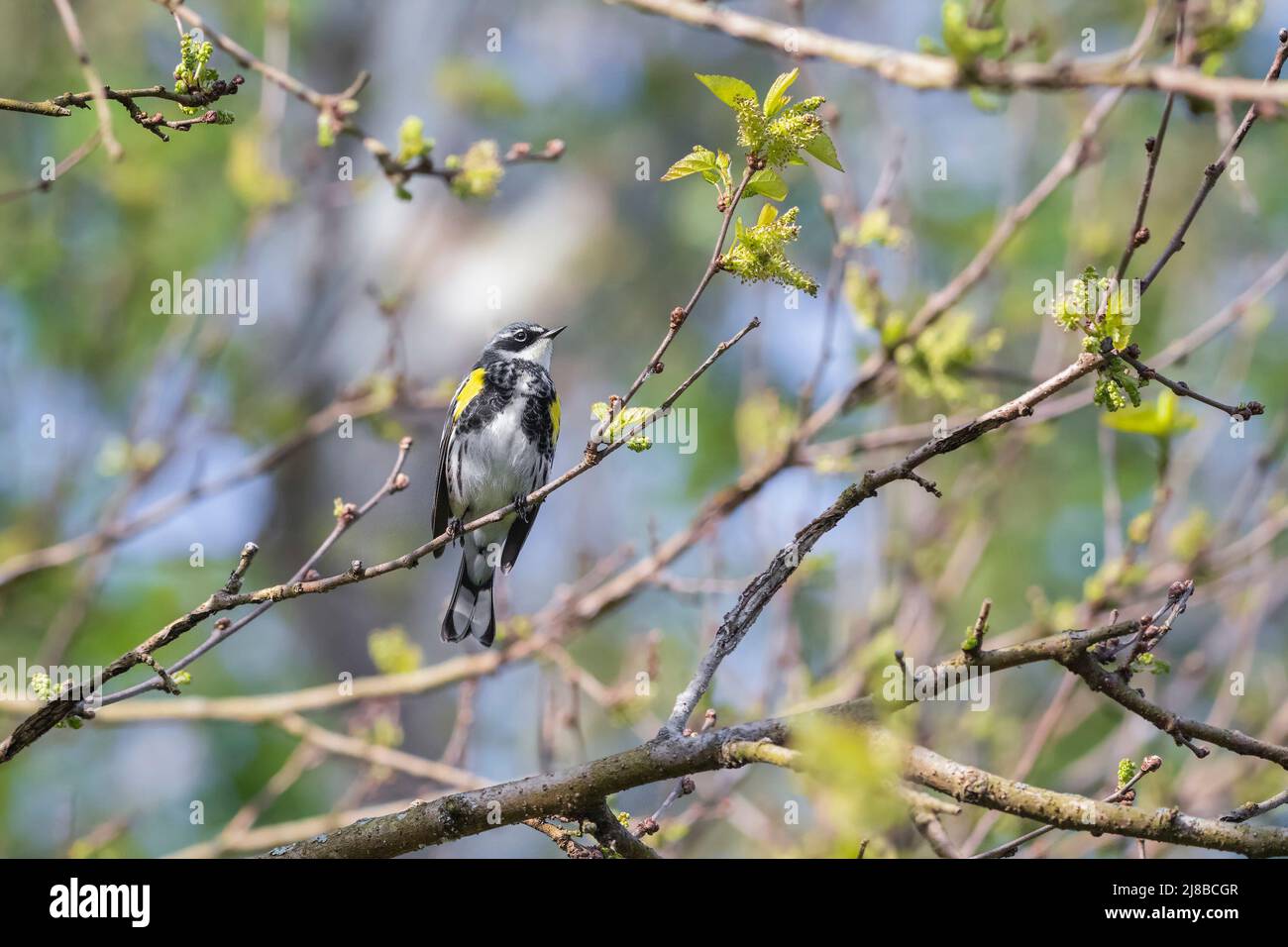 Verruca gialla (Setophaga coronata) a Chesapeake e Ohio Canal National Historical Park. Maryland. USA Foto Stock