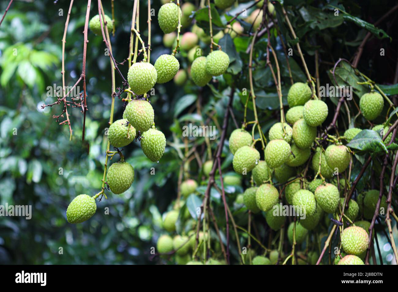 gustoso e sano grappolo di litchi in fattoria per la raccolta e la vendita Foto Stock