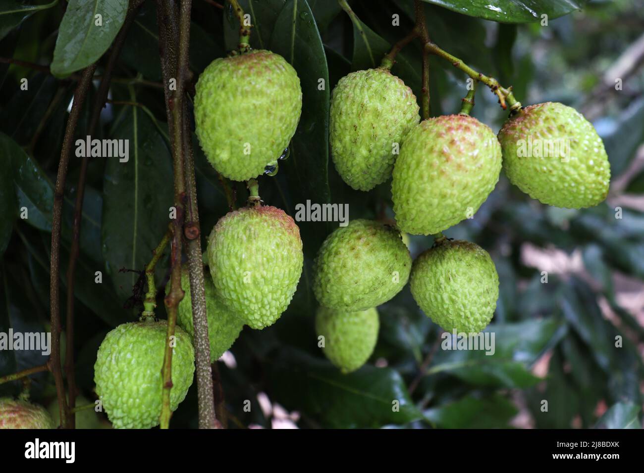 gustoso e sano grappolo di litchi in fattoria per la raccolta e la vendita Foto Stock