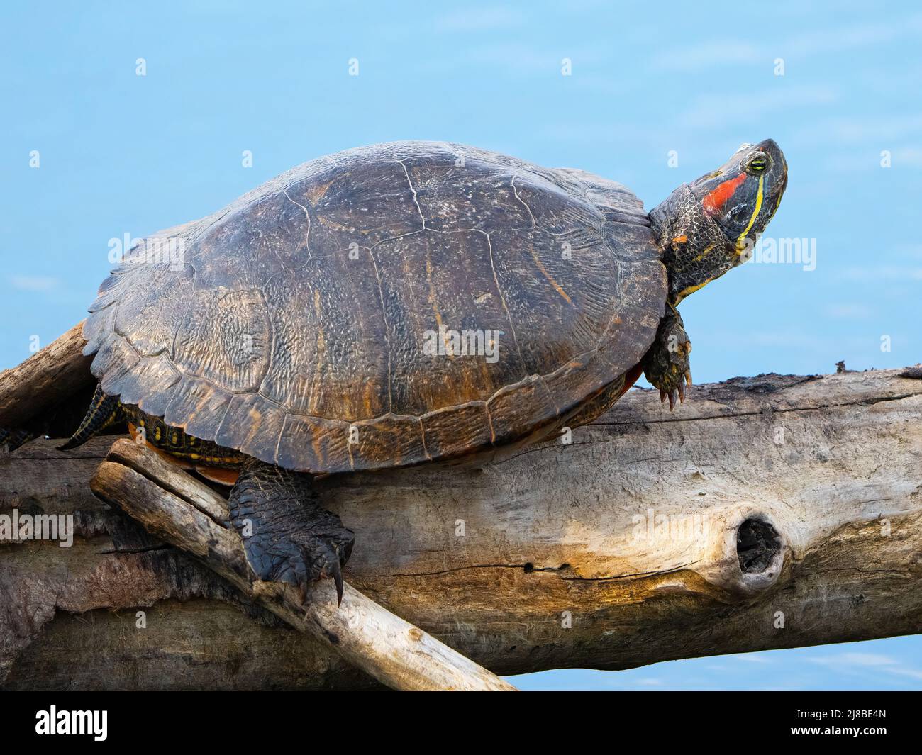 Una tartaruga a cursore dalle orecchie rosse che poggia su un ceppo Foto Stock