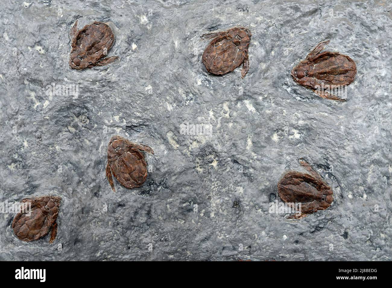 antichi fossili trilobiti in pietra. Insetti giganti antichi. Foto Stock