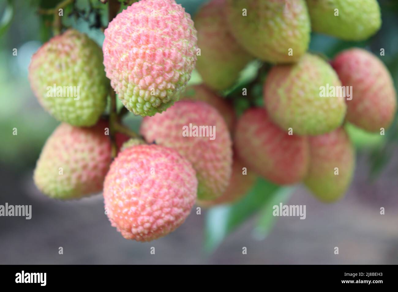 gustoso e sano grappolo di litchi in fattoria per la raccolta e la vendita Foto Stock