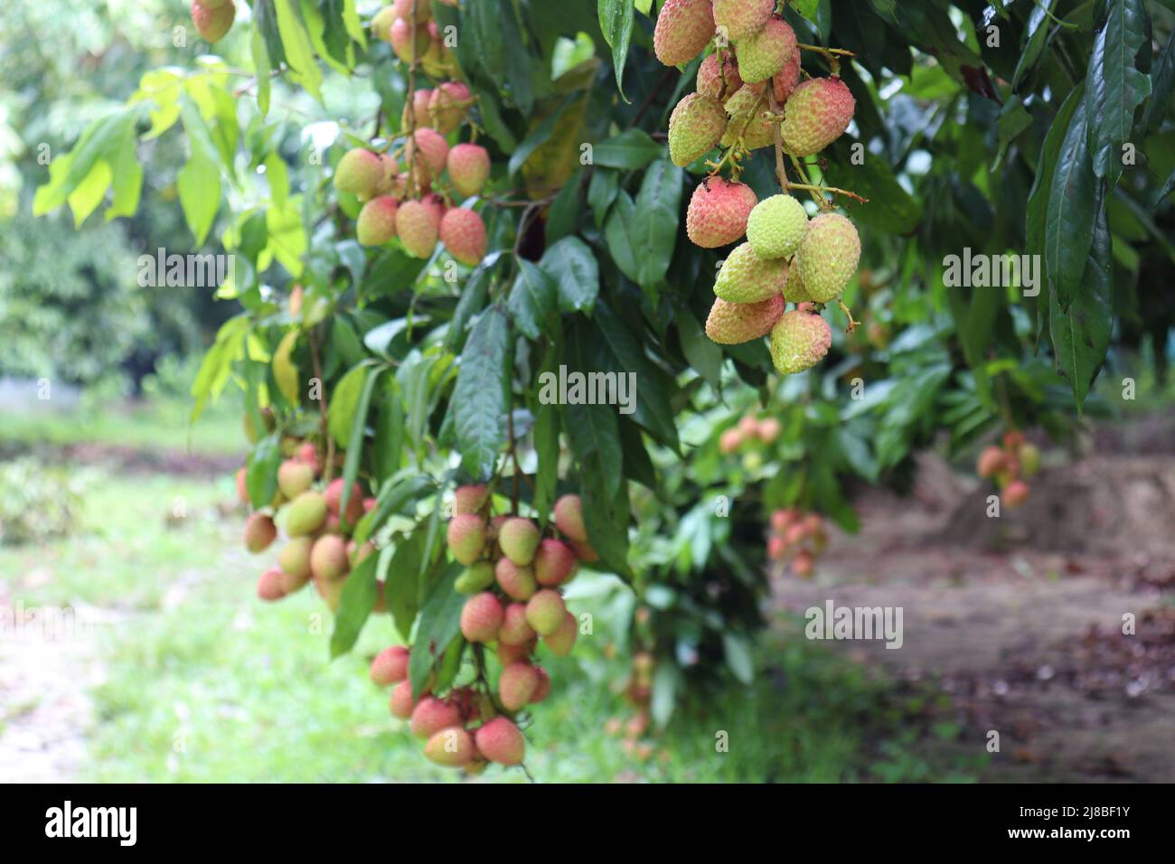 gustoso e sano grappolo di litchi in fattoria per la raccolta e la vendita Foto Stock