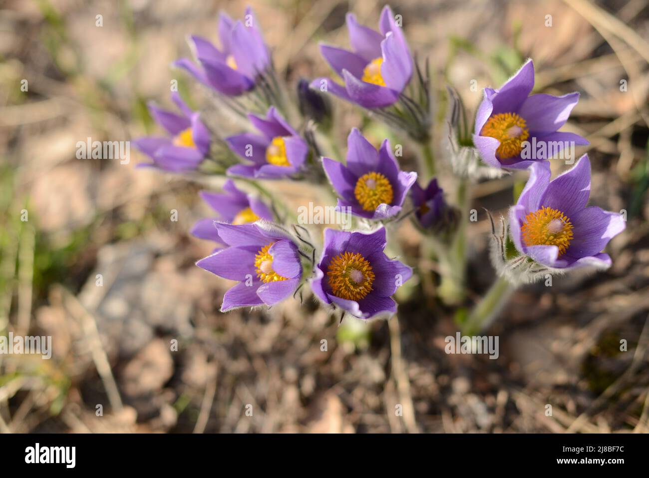 Fiori di goccia di neve. Dream - erba (Pulsatilla patens). Fiori di campo molle dolci in campi di foresta, vista dall'alto Foto Stock