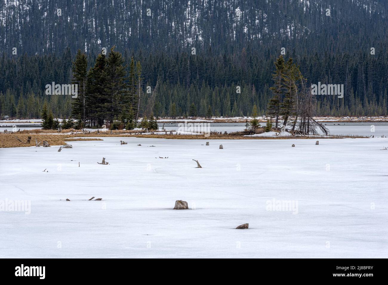 Sempreverdi e ceppi di alberi morti congelati in ghiaccio a Goat Pond, Kananaskis Country, Alberta Foto Stock