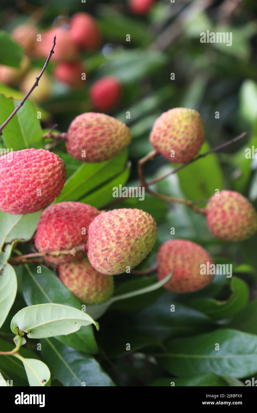 gustoso e sano grappolo di litchi in fattoria per la raccolta e la vendita Foto Stock