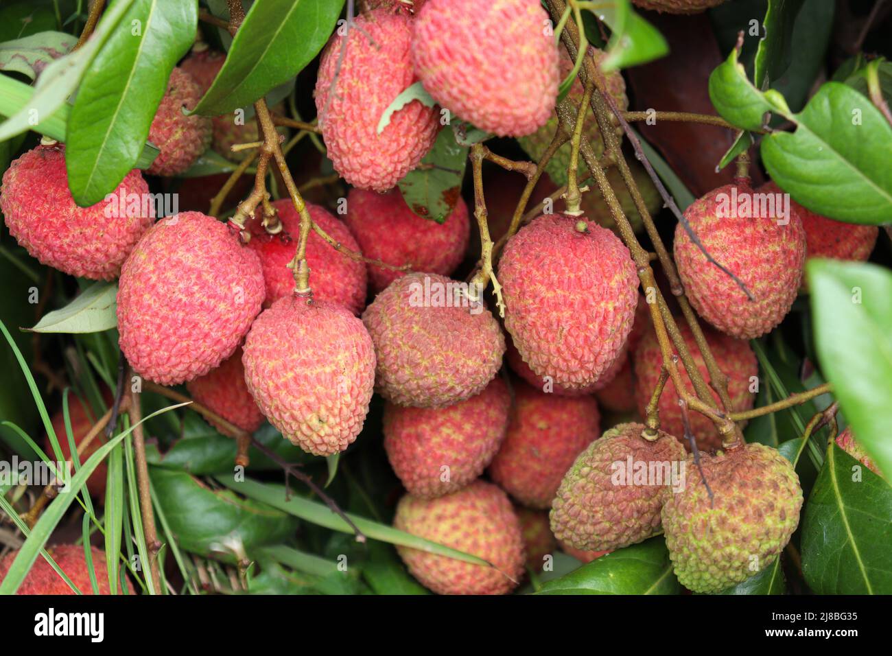 gustoso e sano grappolo di litchi in fattoria per la raccolta e la vendita Foto Stock