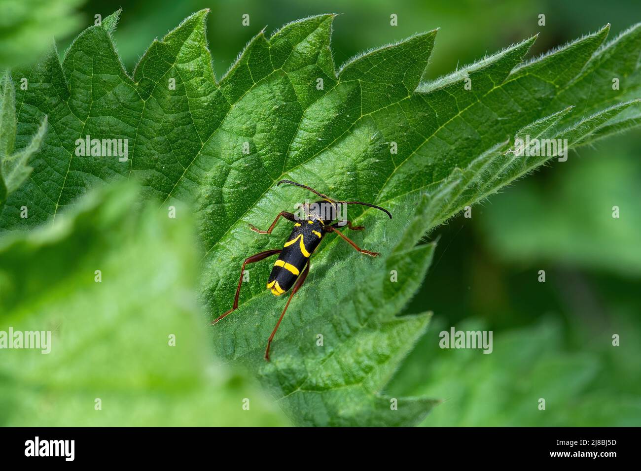 WASP Beetle Clytus arietis, un scarabeo di longhorn nero e giallo sulle ortiche durante maggio, Regno Unito Foto Stock