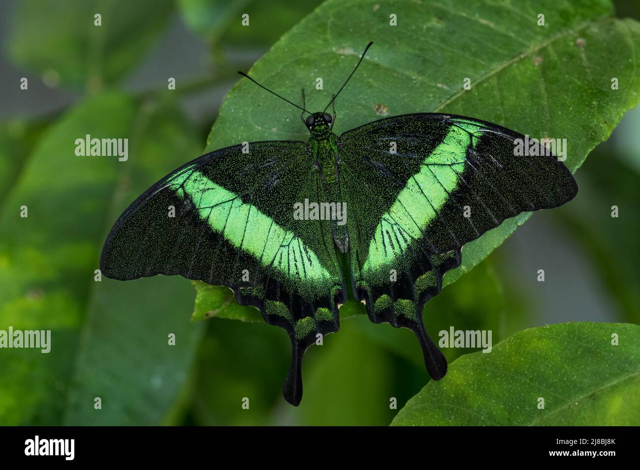 Emerald Swallowtail - Papilio palinurus, bella farfalla verde e nera dalle foreste della Malesia. Foto Stock