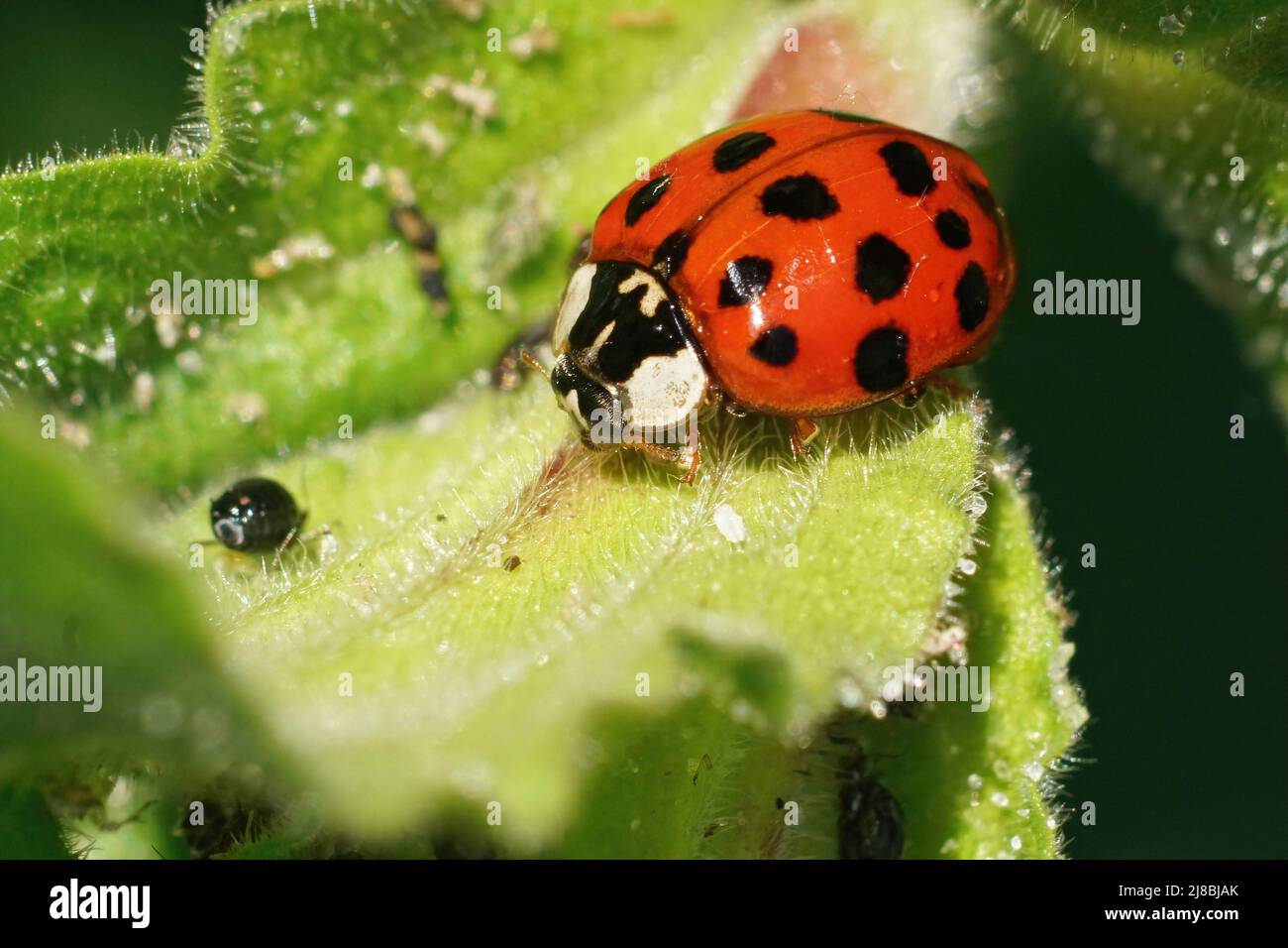 Primo piano su un rosso colorato ladybird asiatico , Harmonia axiridis , a caccia di afidi nel giardino Foto Stock