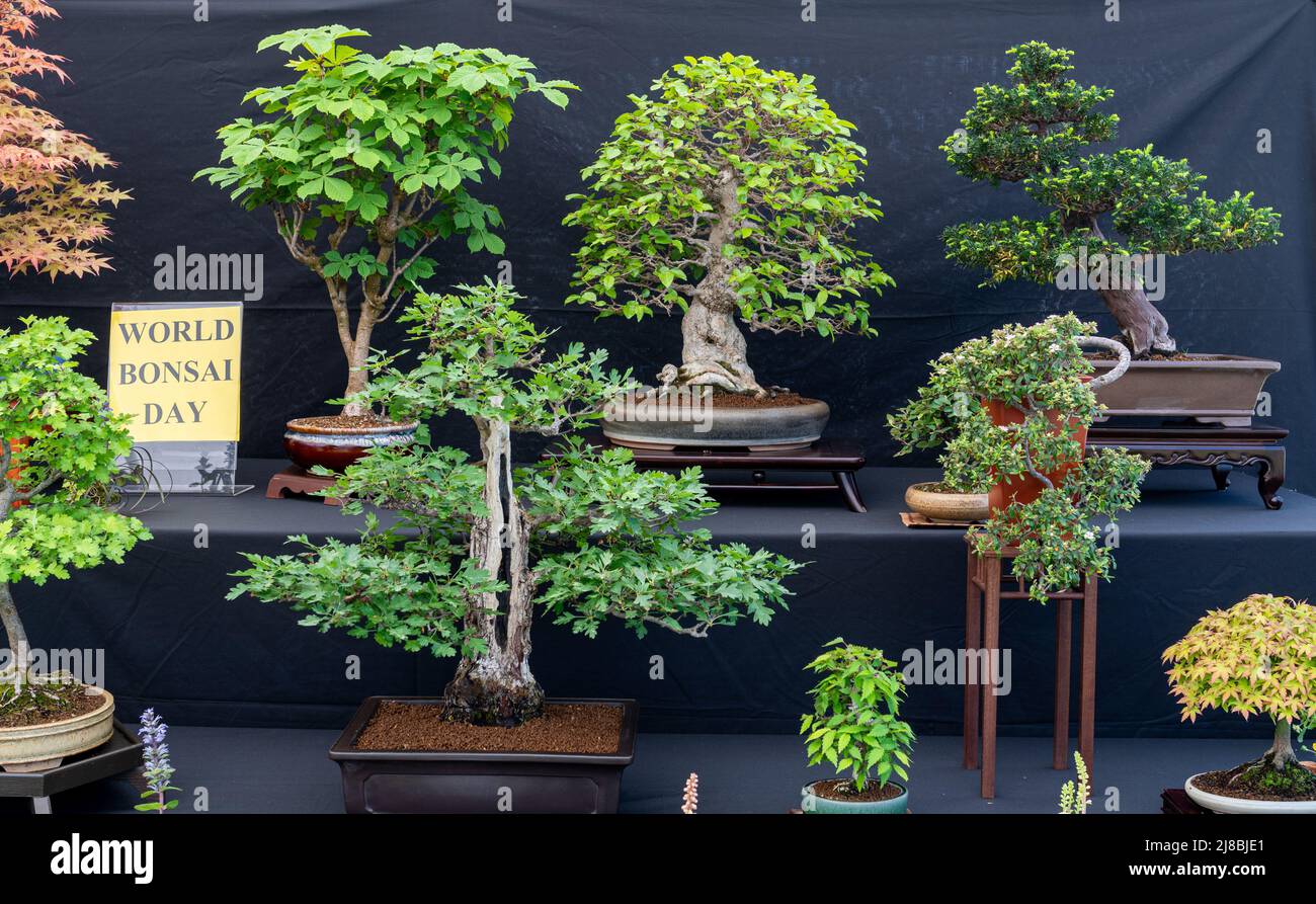 Mostra di alberi di bonsai durante la Giornata Mondiale del Bonsai, 14th maggio 2022, al Surrey Heath Show, Inghilterra, Regno Unito Foto Stock