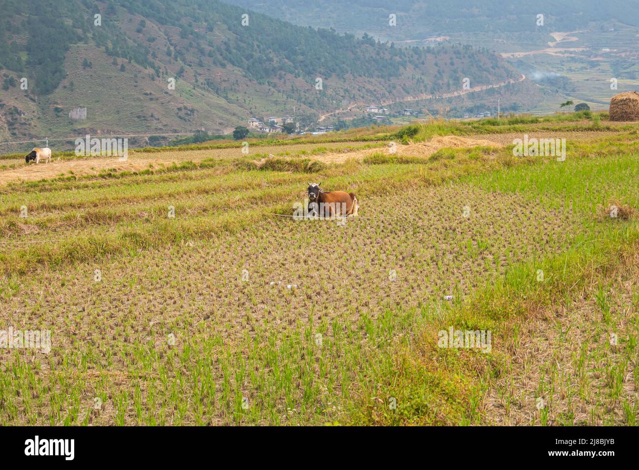 La mucca si trova in un campo appena seminato in una valle dei monti del Bhutanesi, in Bhutan, l'agricoltura e la zootecnia. Vacca singola in un campo di grano. Il Foto Stock