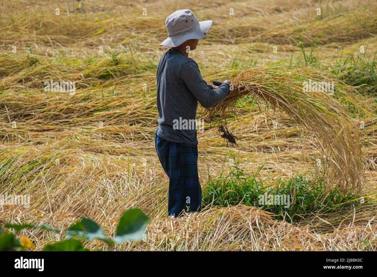 Bhutan - 26 ottobre 2021: L'agricoltore raccoglie il fieno dal campo per asciugarlo. Uomo con cappello su un campo di grano nelle montagne del Bhutan. Lavoro manuale semplice det Foto Stock