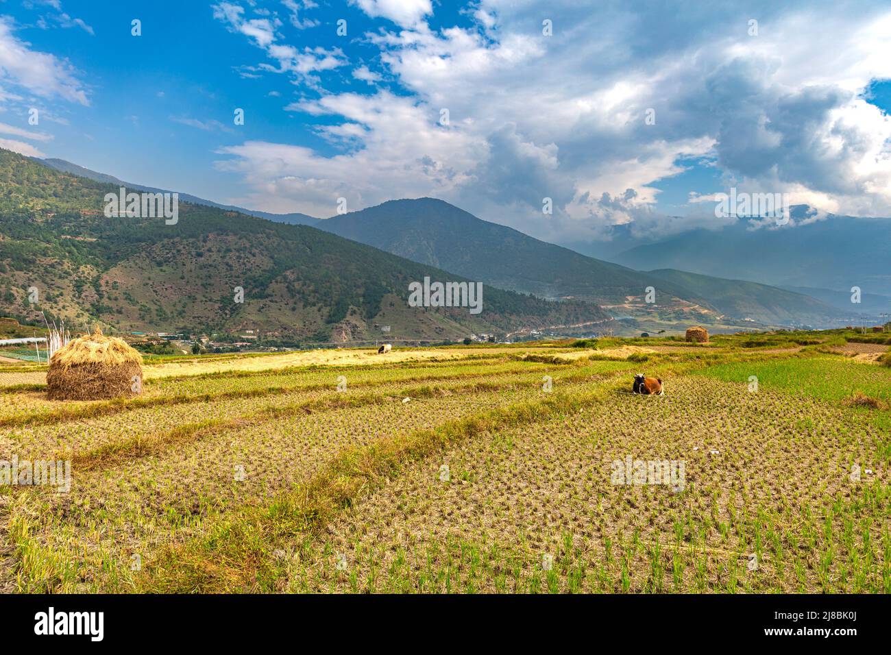 Ampio panorama sul paesaggio libero selvaggio del Bhutan. La montagna dell'Himalaya nella foschia all'orizzonte. Prati e agricoli la Foto Stock