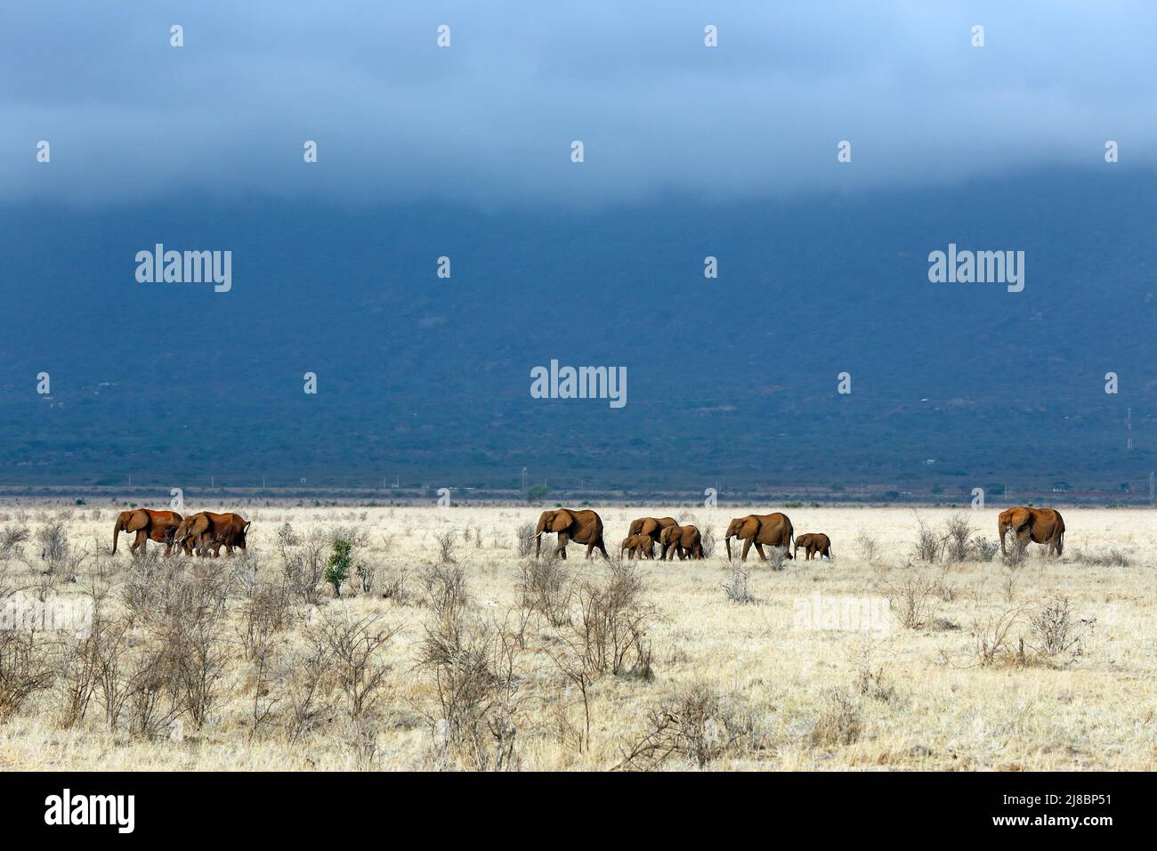 Tsavo Red Elephant mandria sulla Savannah. Tsavo Est, Kenya Foto Stock