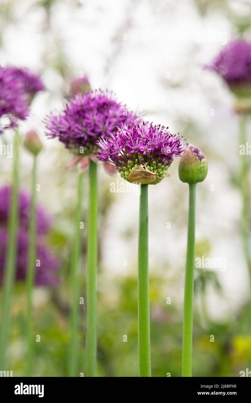 Allium hollandicum 'viola sensazione'. Cipolla ornamentali fiori Foto Stock