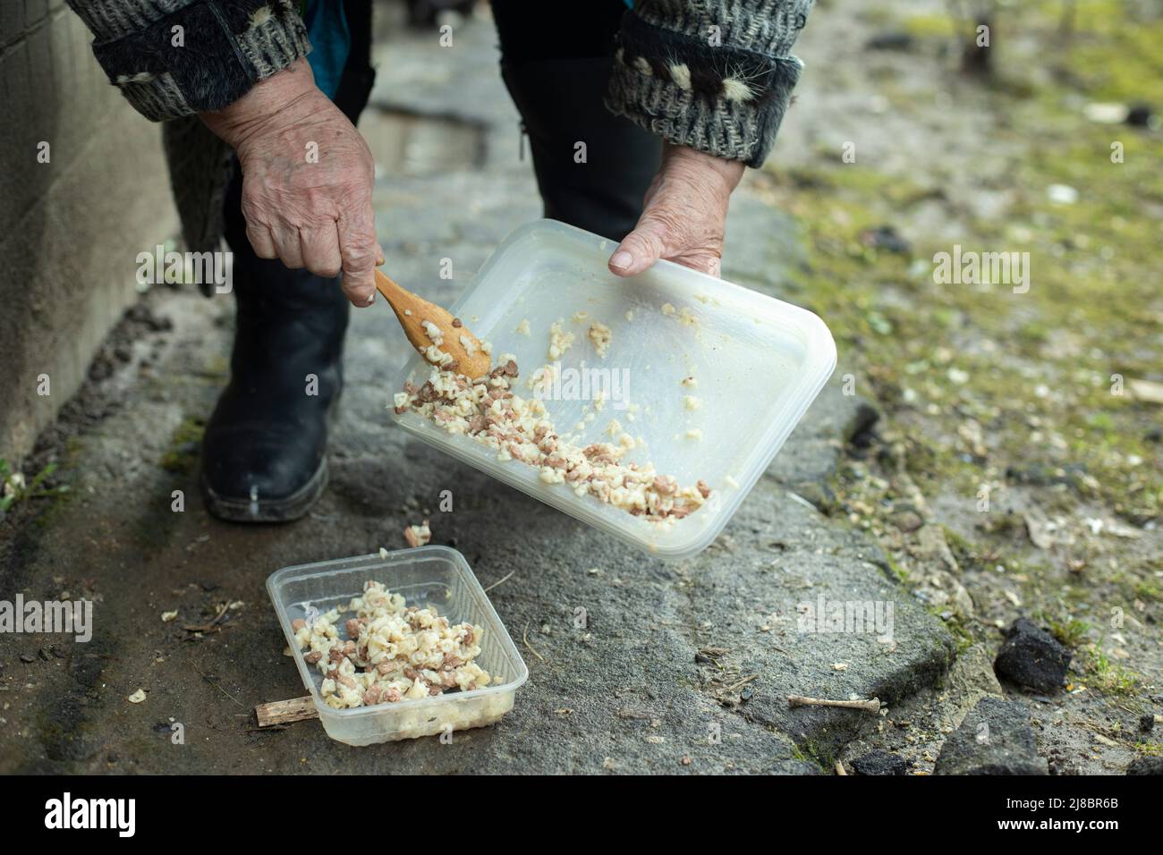 Cibo per gatti. La donna nutre animali. Granny mette il cibo su gatti randagi. Foto Stock