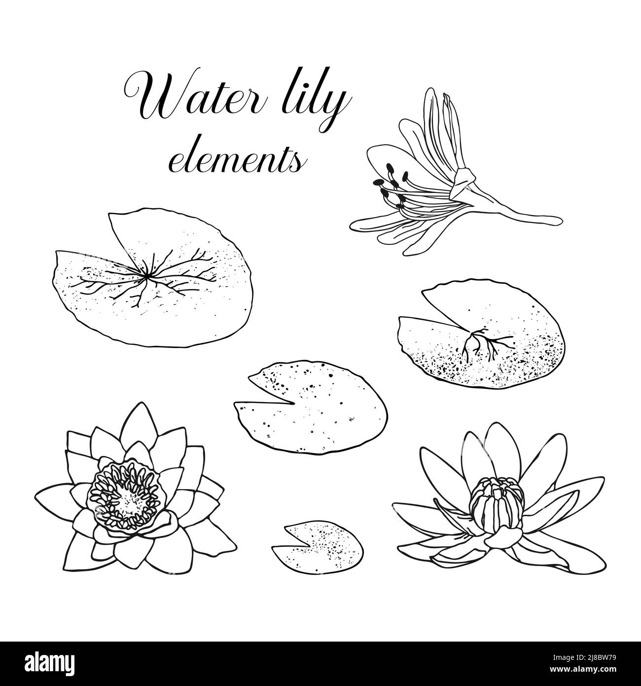 Giglio di acqua disegnato a mano con foglie. Illustrazione vettoriale botanica di giglio d'acqua in stile doodle. Contorno nero su sfondo bianco. Illustrazione Vettoriale