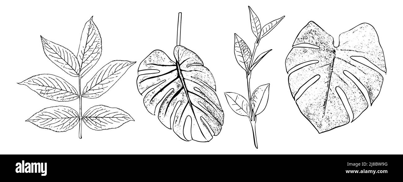 Contorno vettoriale nero delle foglie su sfondo bianco. Schizzo di una foglia disegnato a mano. Illustrazione Vettoriale