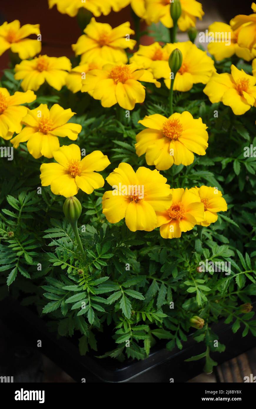 Tagetes patula marigold francese in fiore, fiori giallo arancio, foglie verdi, pentola pianta Foto Stock