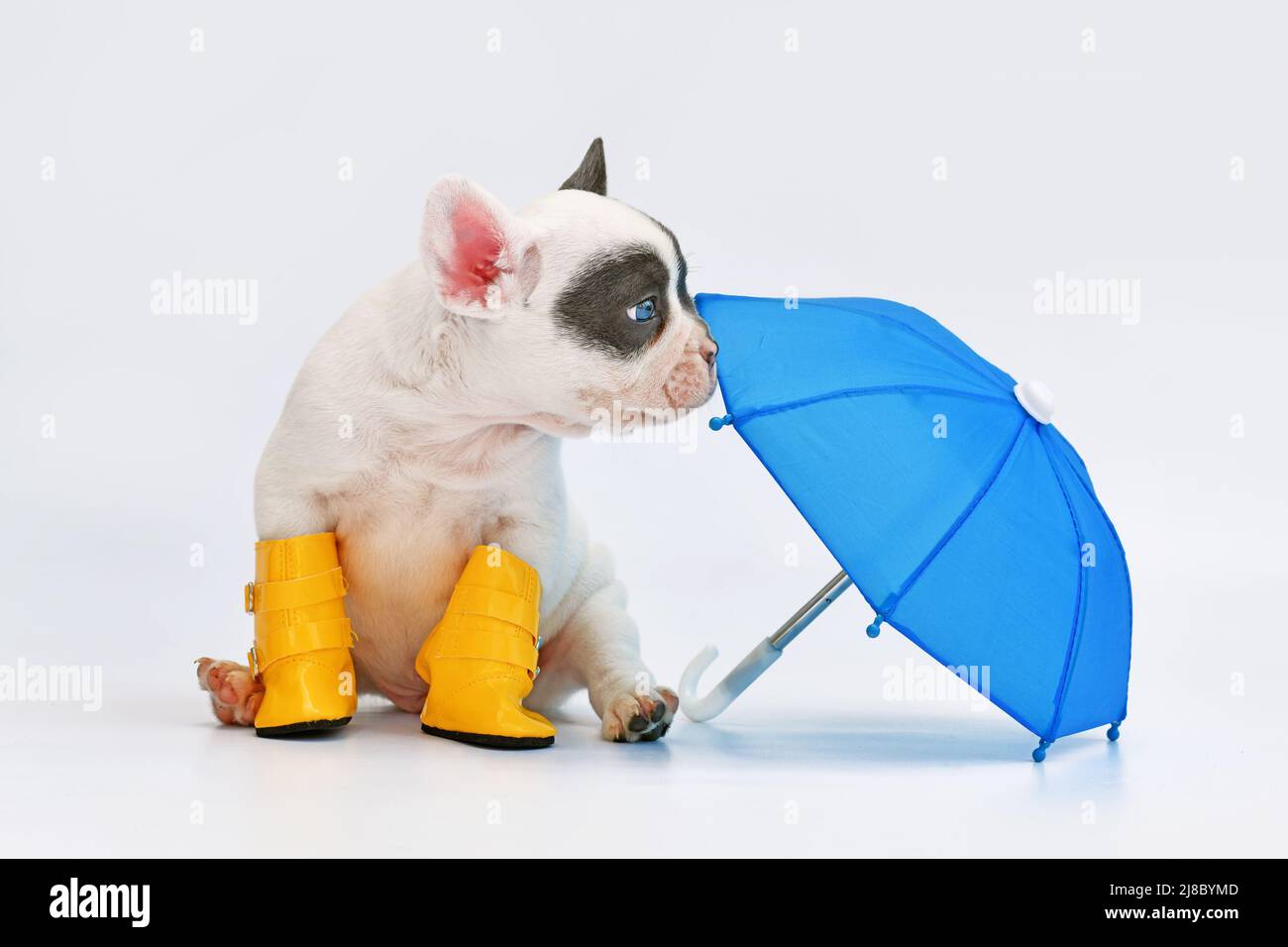 Cucciolo di cane Bulldog francese pied blu con ombrello e stivali da pioggia Foto Stock