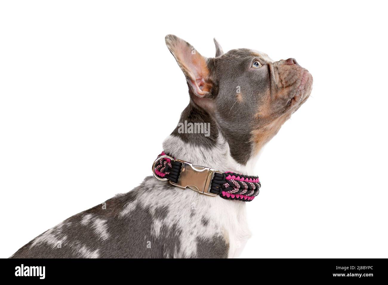 Vista laterale del cane Bulldog francese merle con naso lungo e sano che indossa collare di parabordo su sfondo bianco Foto Stock