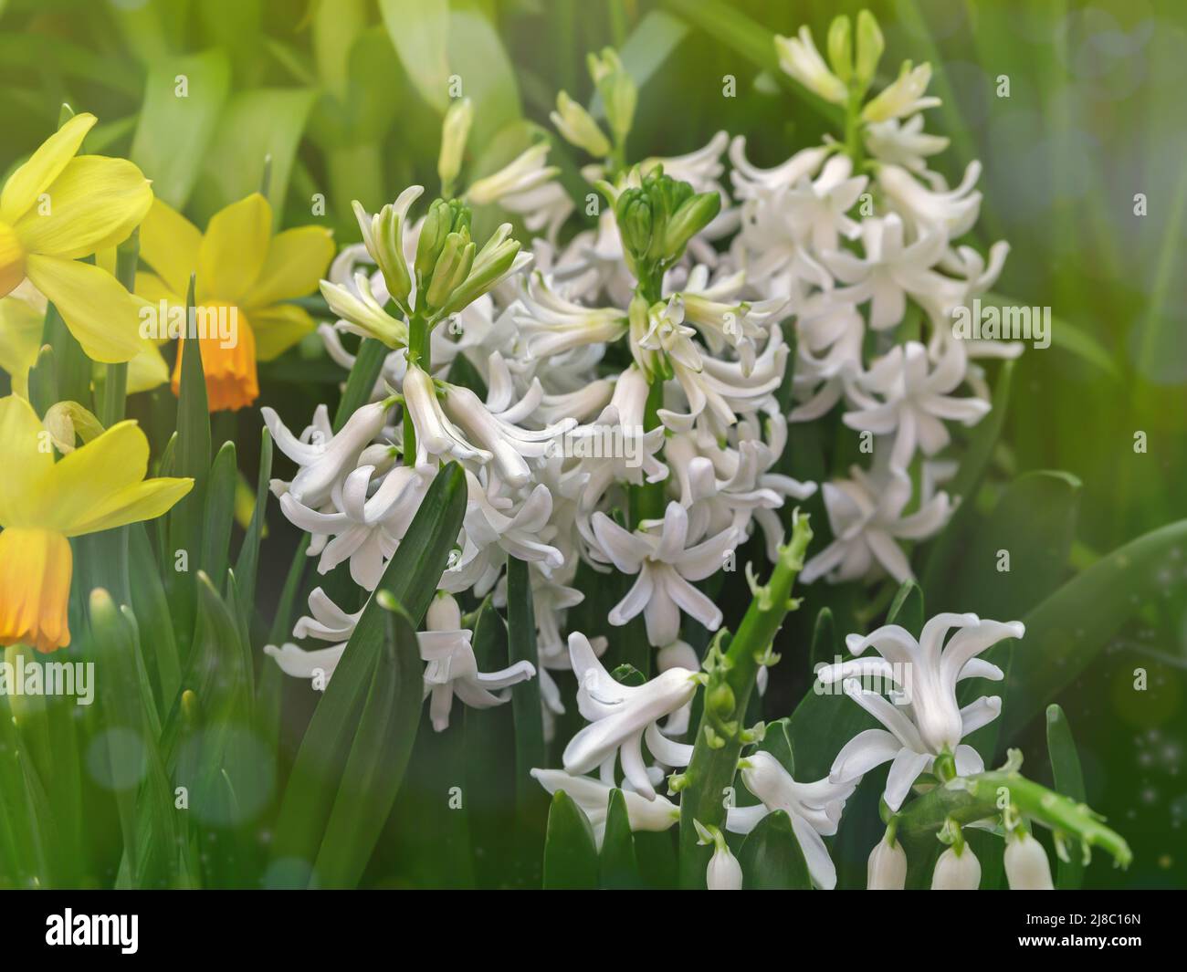 Sfondo primaverile con giacinti, fiori pasquali tradizionali, sfondo floreale, sfondo pasquale Foto Stock