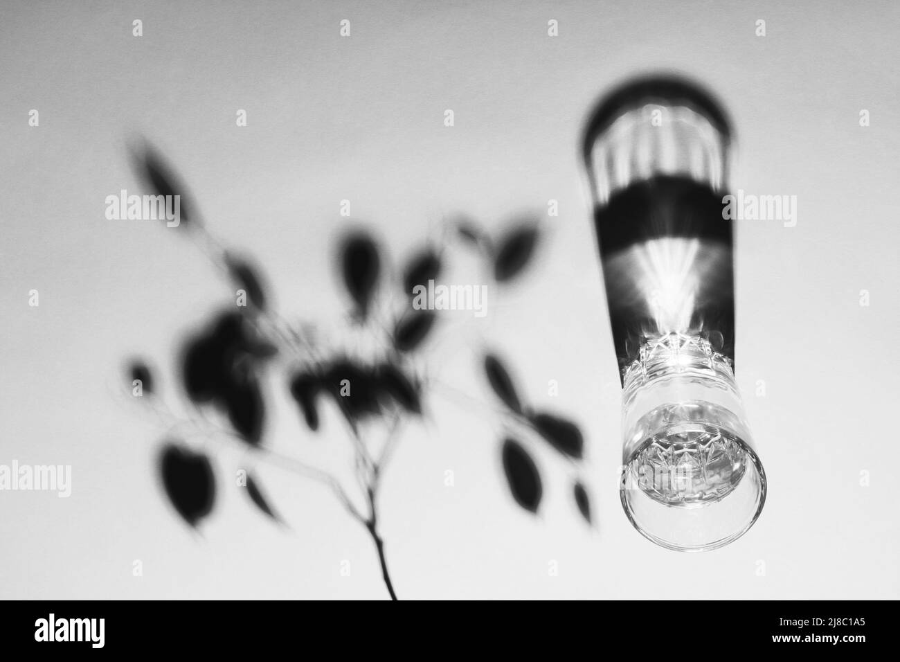 Immagine in bianco e nero di un bicchiere d'acqua ancora vivo. Bicchiere d'acqua con un'ombra di ramo d'albero. Foto Stock