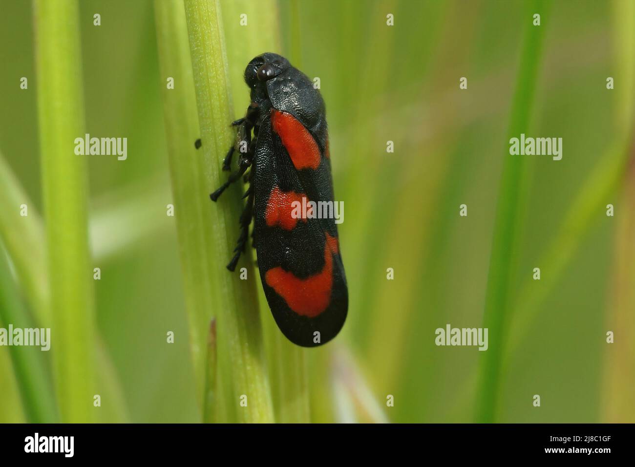 Primo piano su una rana rossa e nera, Cercopis vulnerabile , nascondendosi nell'erba verde in un meadwon Foto Stock