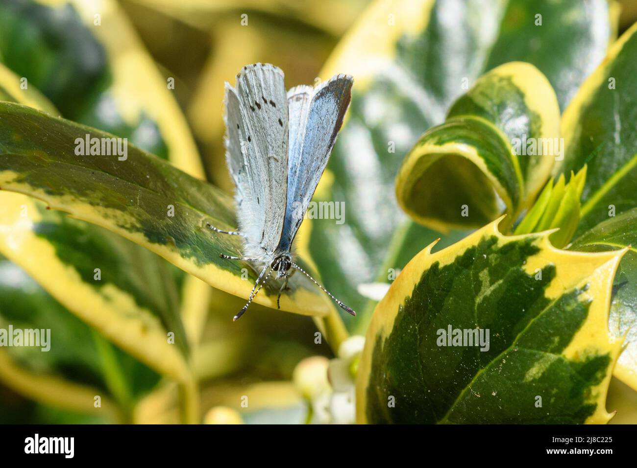 Farfalla blu piccola (Cupido minimus) su holly variegato (Ilex x altaclerensis) in Inghilterra Foto Stock