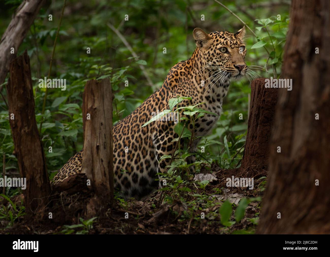 leopardo Javan (Panthera pardus melas) Foto Stock
