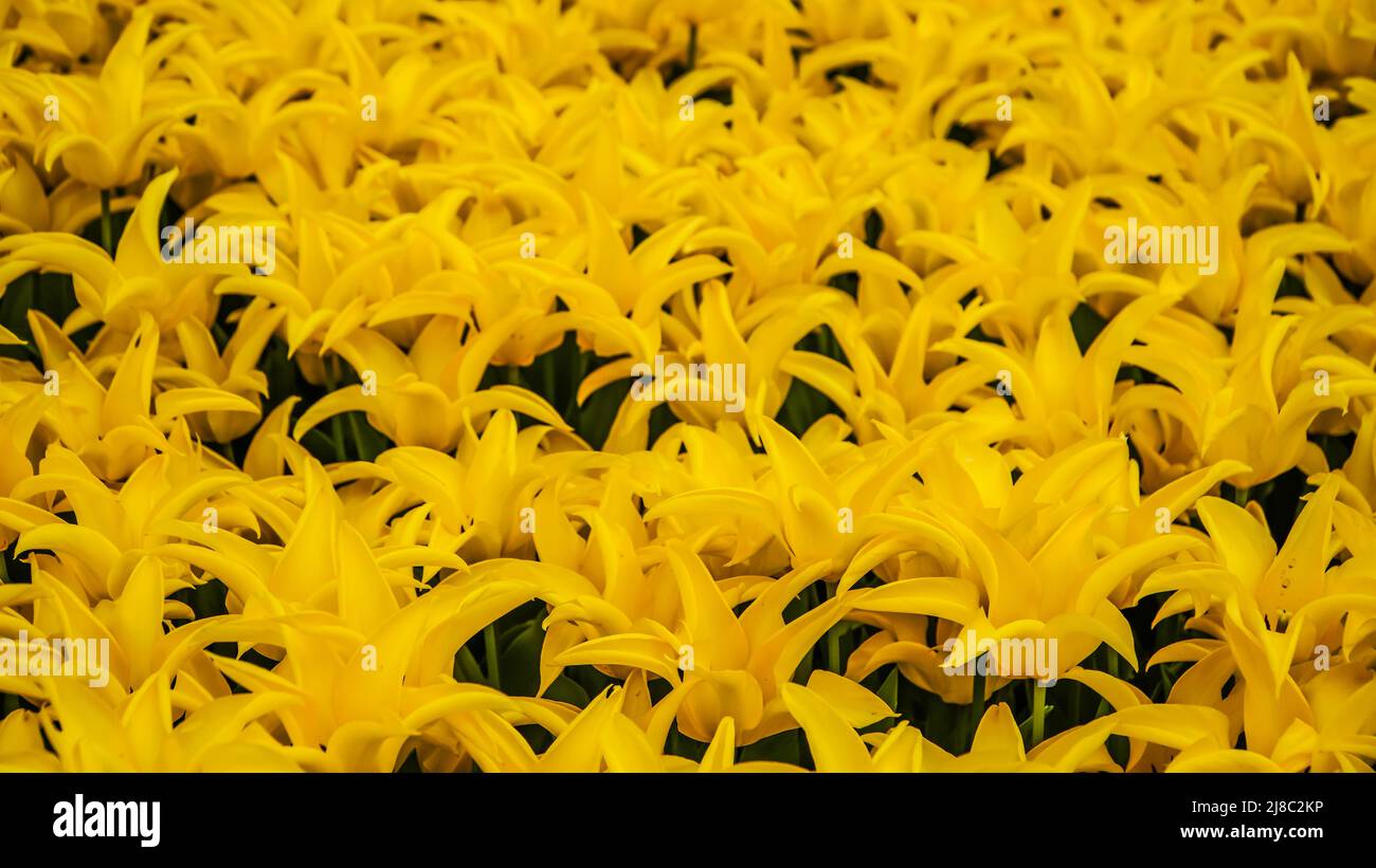 Tulipani nel Parco Gulhane nella zona di Sultanahmet. Istanbul. Foto Stock