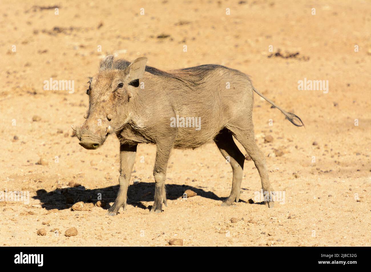 Un warthog meridionale (Phacochoerus africanus sundevallii) presso la Riserva Naturale di Okonjima (Fondazione Africat), Otjozondjupa, Namibia, Africa sudoccidentale Foto Stock