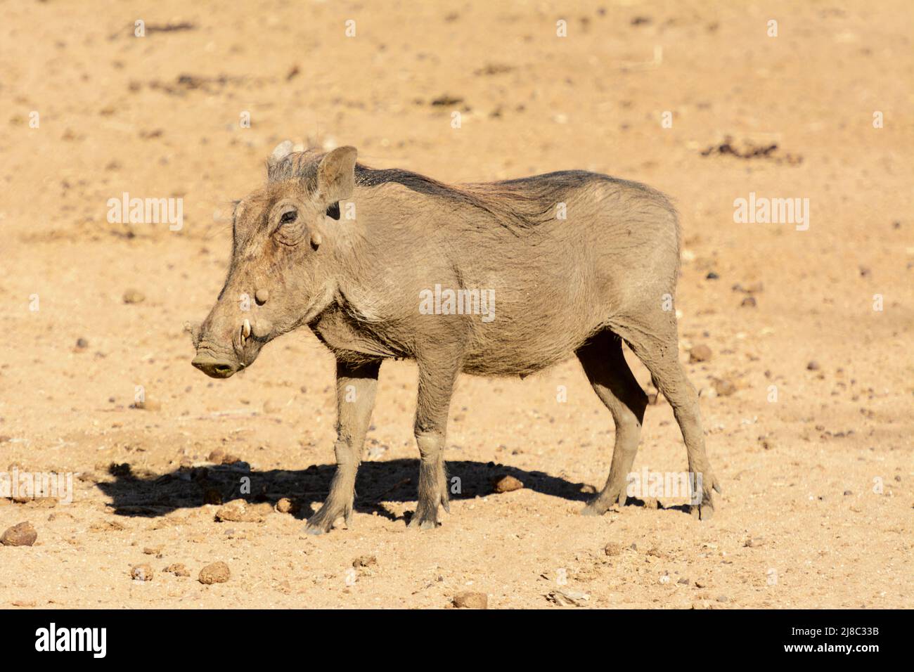 Un warthog meridionale (Phacochoerus africanus sundevallii) presso la Riserva Naturale di Okonjima (Fondazione Africat), Otjozondjupa, Namibia, Africa sudoccidentale Foto Stock