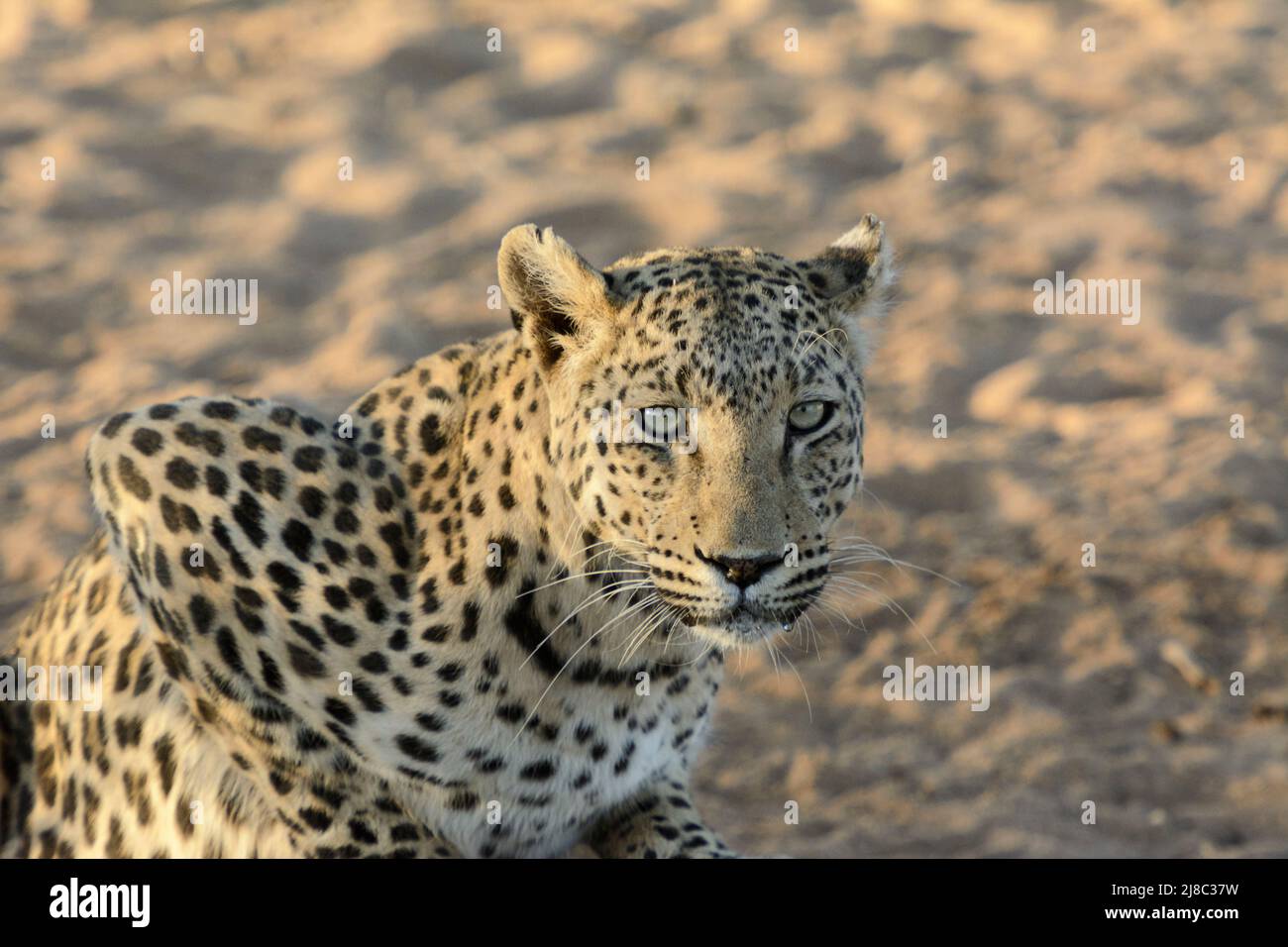 Primo piano dettaglio di un leopardo (Panthera pardus) presso la Riserva Naturale di Okonjima (Fondazione Africat), Otjozondjupa, Namibia, Africa sud-occidentale Foto Stock