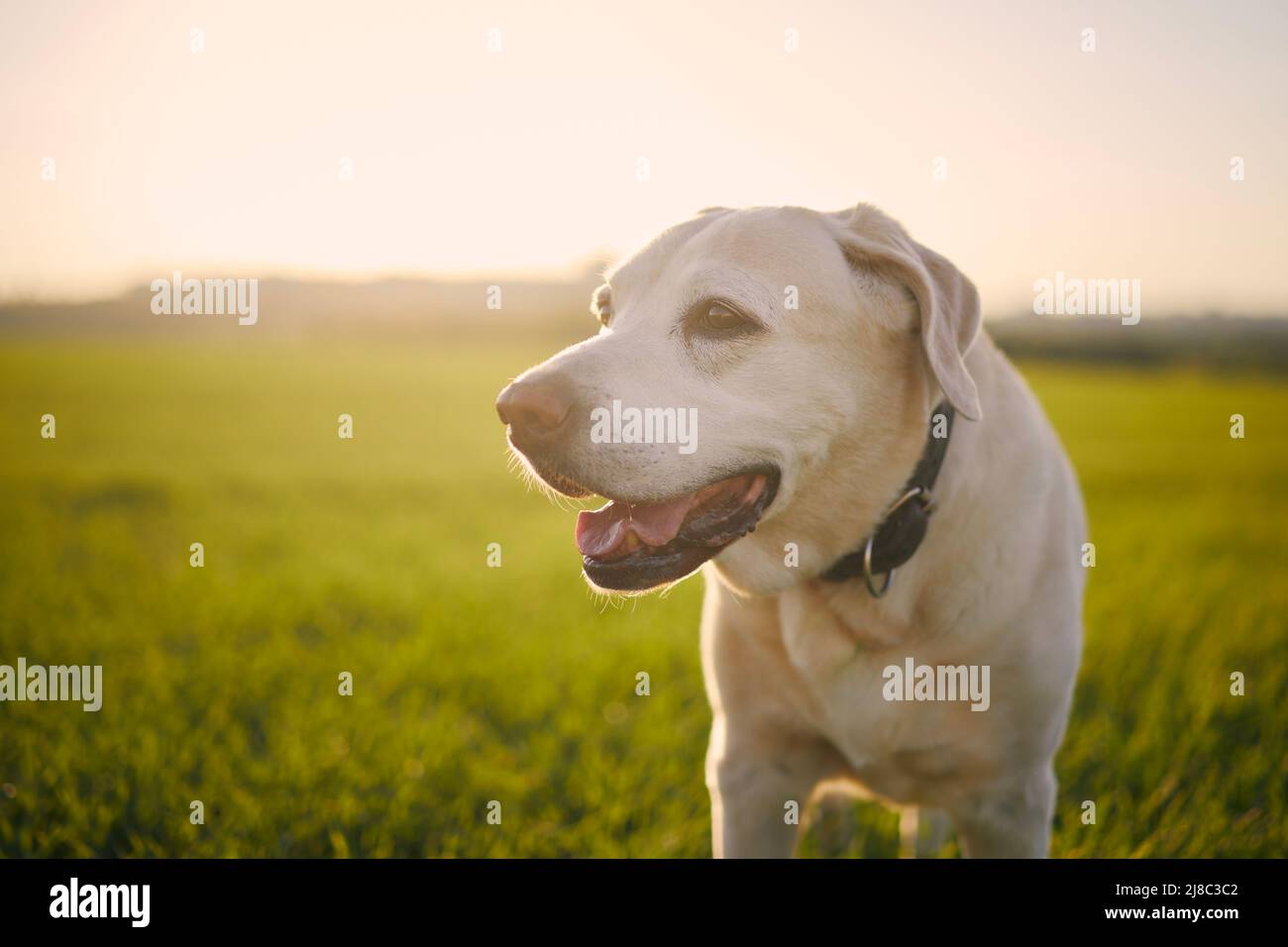 Ritratto di vecchio cane al tramonto. Primo piano di labrador Retriever sul prato. Foto Stock