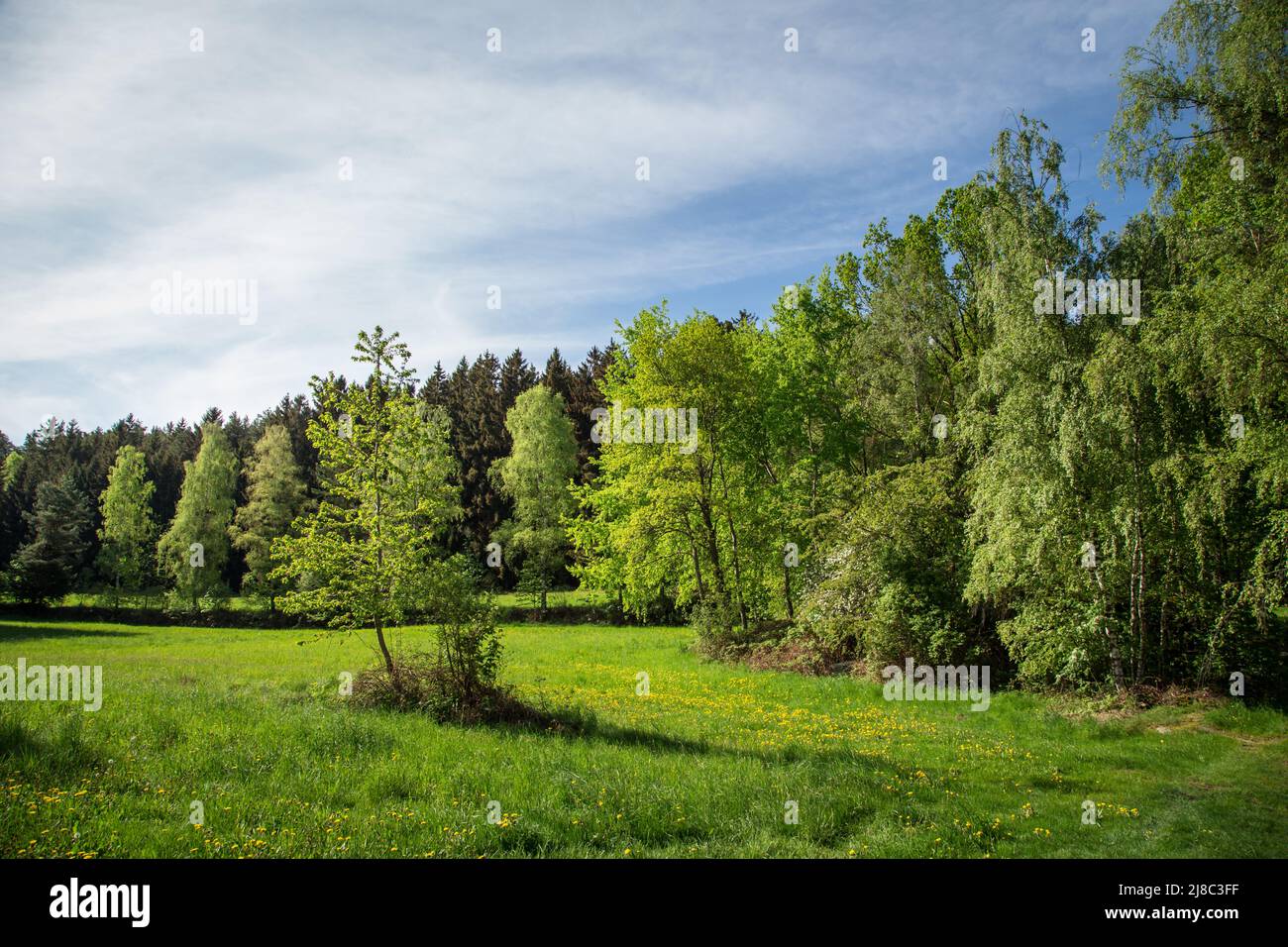 Erlebnisweg Heinrichs, un sentiero escursionistico nel Waldviertel - prato e bosco Foto Stock