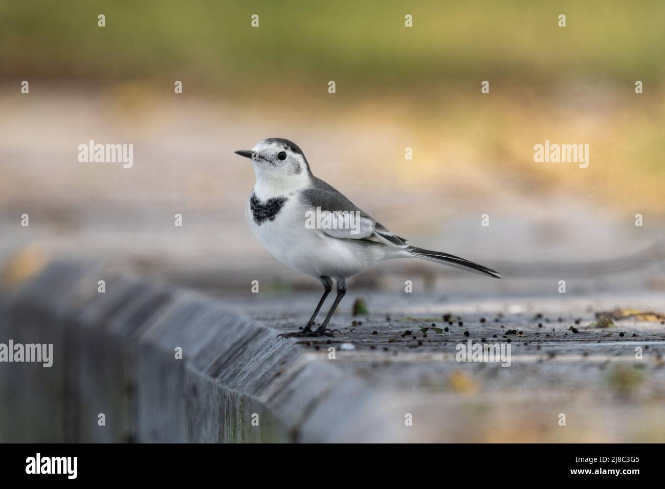 Primo piano di una puntata in piedi con retro nero durante l'ora di primavera nella giornata di sole Foto Stock