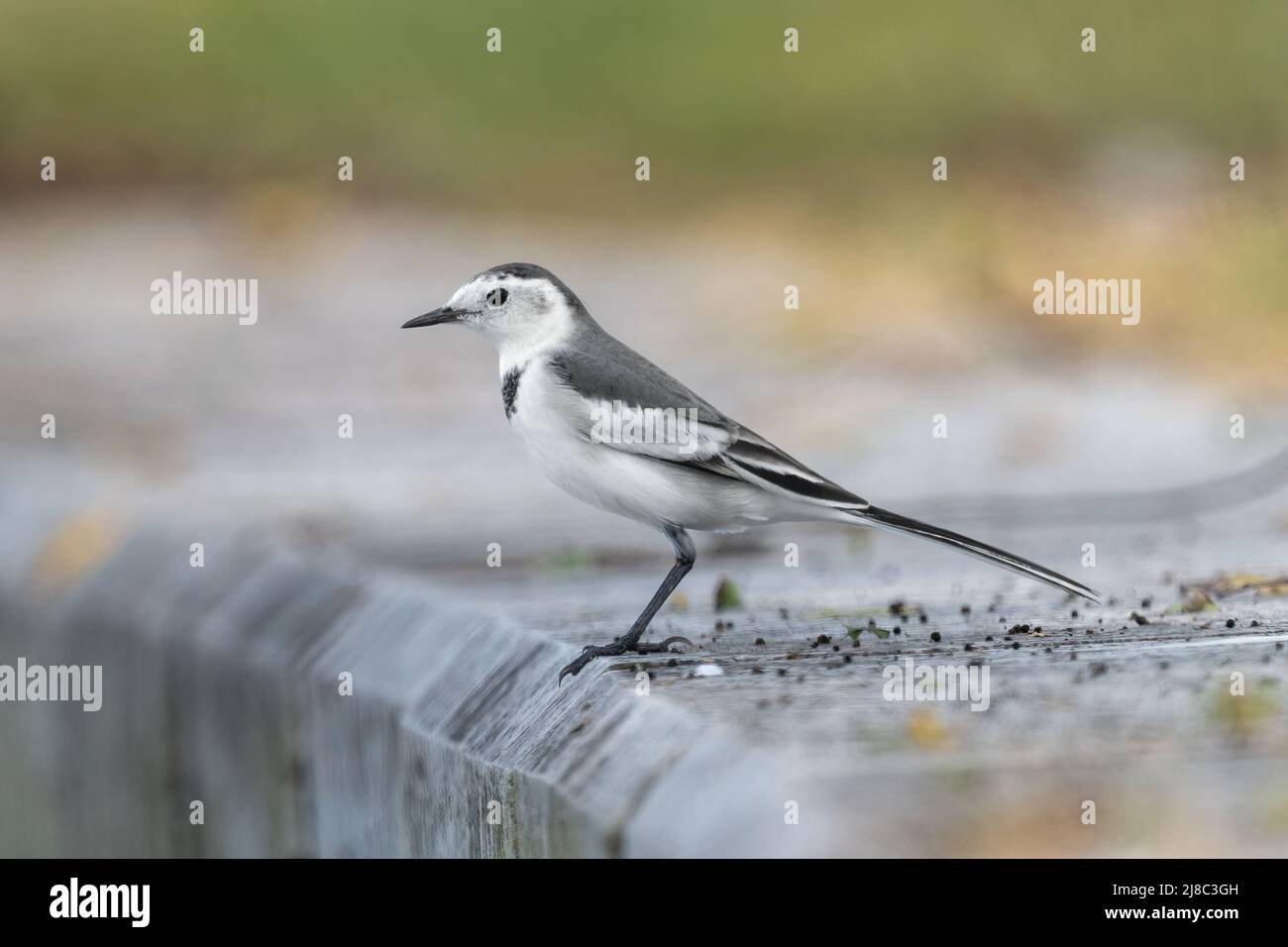 Primo piano di una puntata in piedi con retro nero durante l'ora di primavera nella giornata di sole Foto Stock