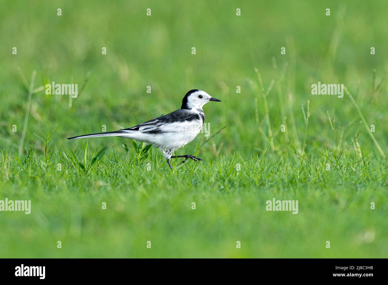 Primo piano di una coda nera che cammina nell'erba durante l'ora primaverile nelle giornate di sole Foto Stock