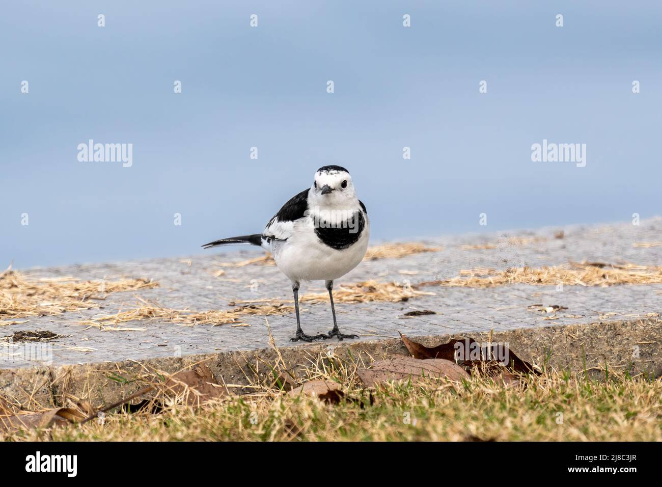 Primo piano di una puntata in piedi con retro nero durante l'ora di primavera nella giornata di sole Foto Stock