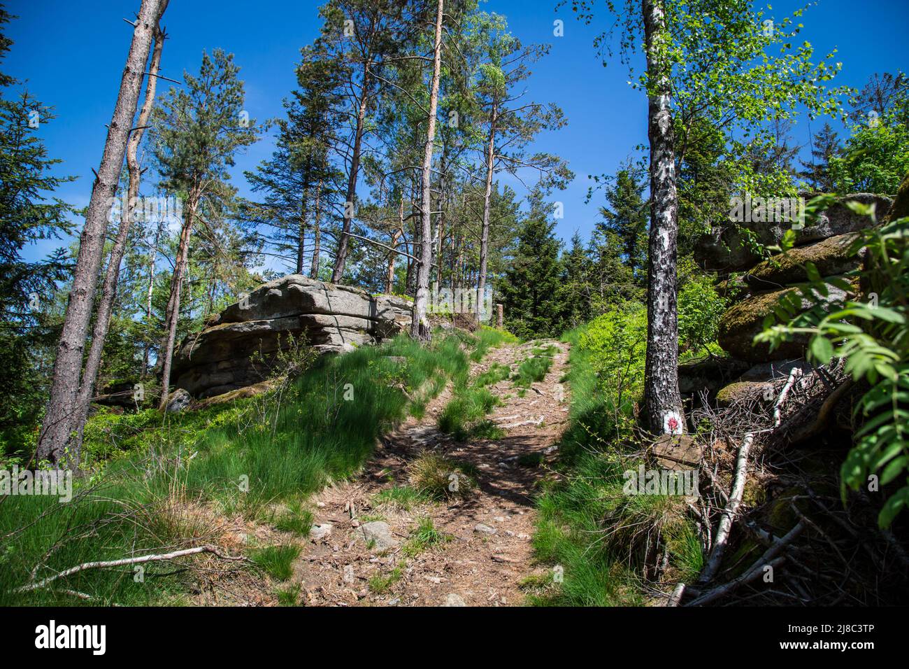 Erlebnisweg Heinrichs, un percorso escursionistico nel Waldviertel - nella foresta Foto Stock