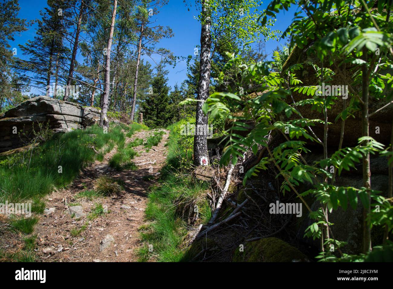Erlebnisweg Heinrichs, un percorso escursionistico nel Waldviertel - nella foresta Foto Stock