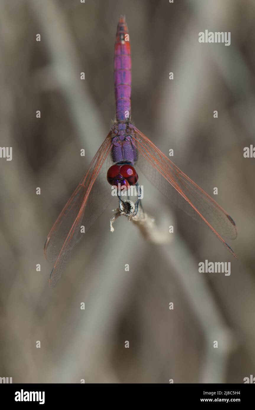 Maschio viola dropwing Trithemis annullato. Parco Nazionale di Langue de Barbarie. Saint-Louis. Senegal. Foto Stock