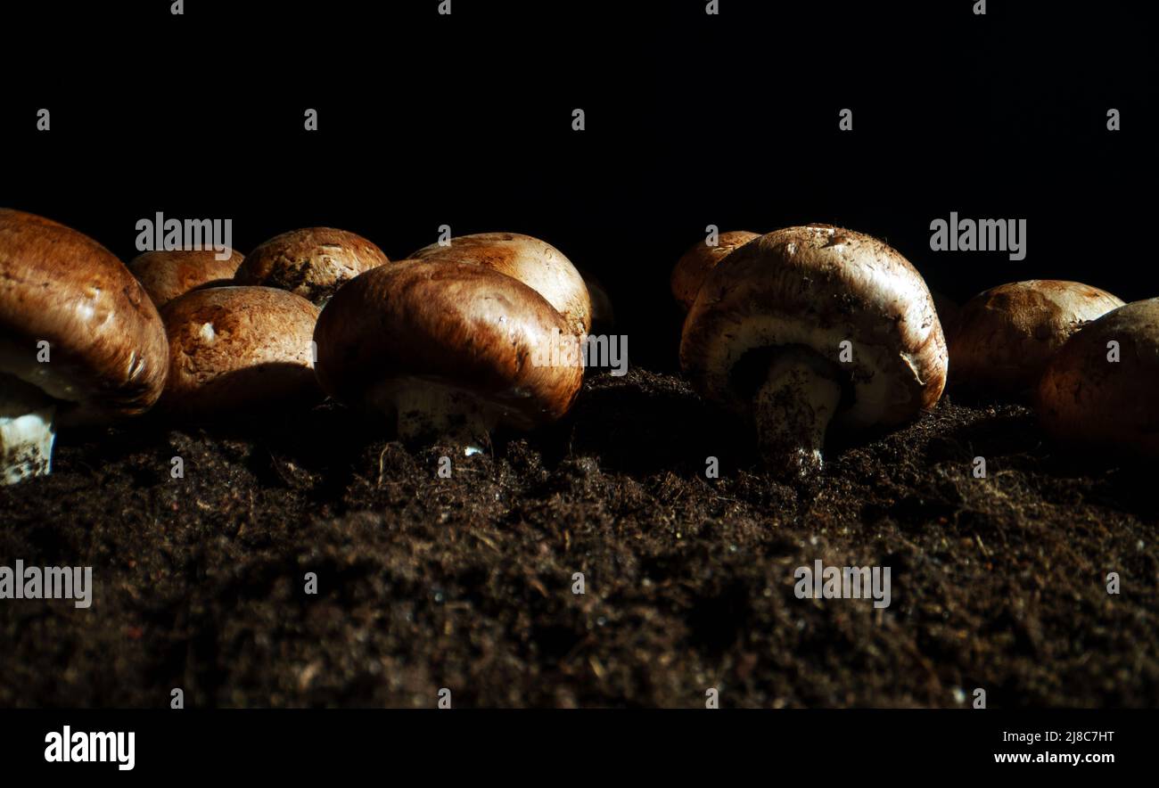 Coltivazione di funghi di campignon marroni in fattoria. Foto Stock