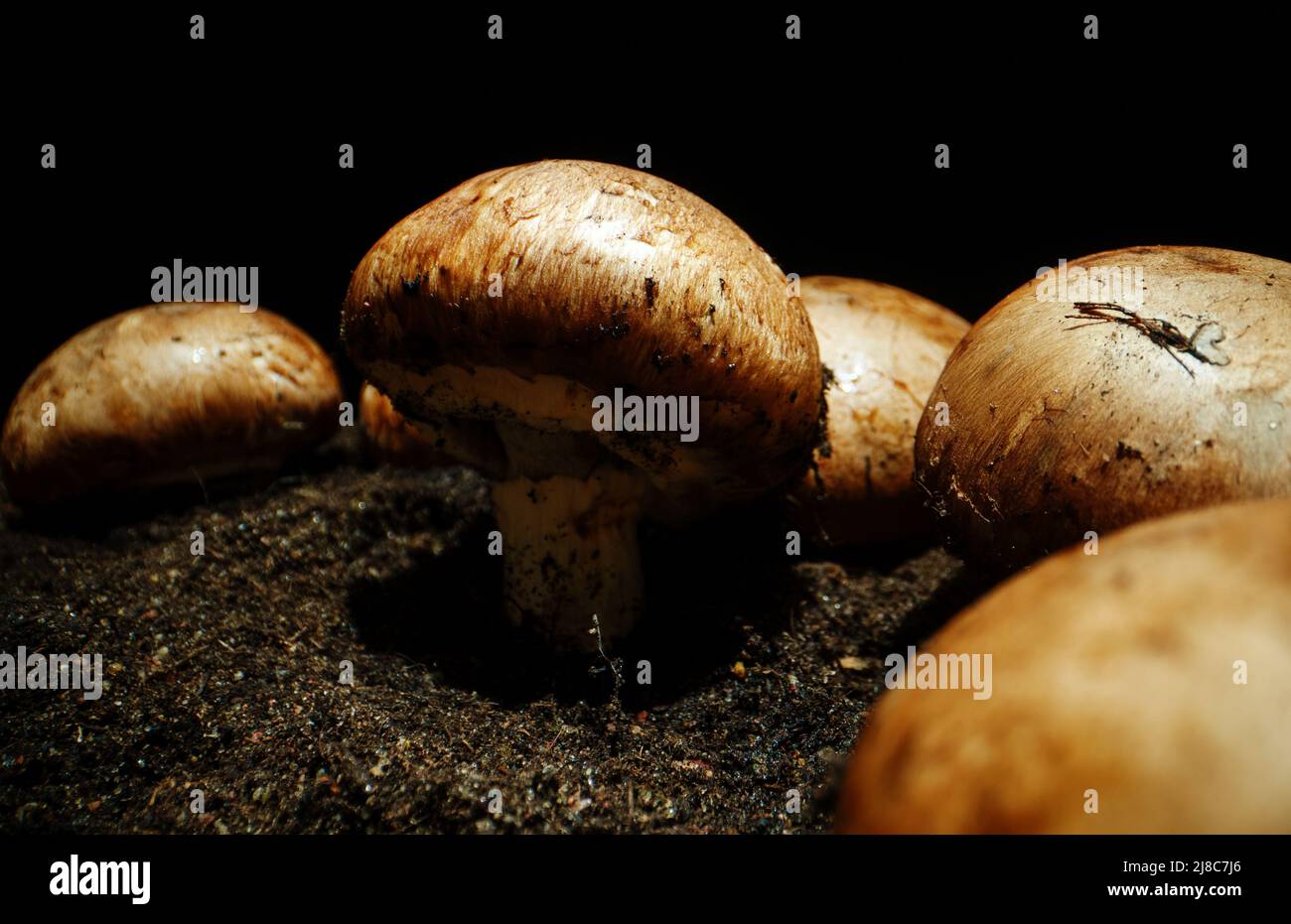 Coltivazione di funghi di campignon marroni in fattoria. Foto Stock