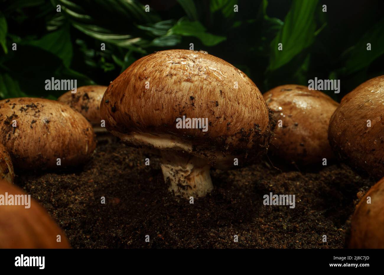 Coltivazione di funghi di campignon marroni in foresta. Foto Stock