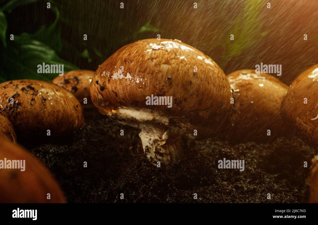 La pioggia gocciola sui champignons marroni nella foresta. Foto Stock