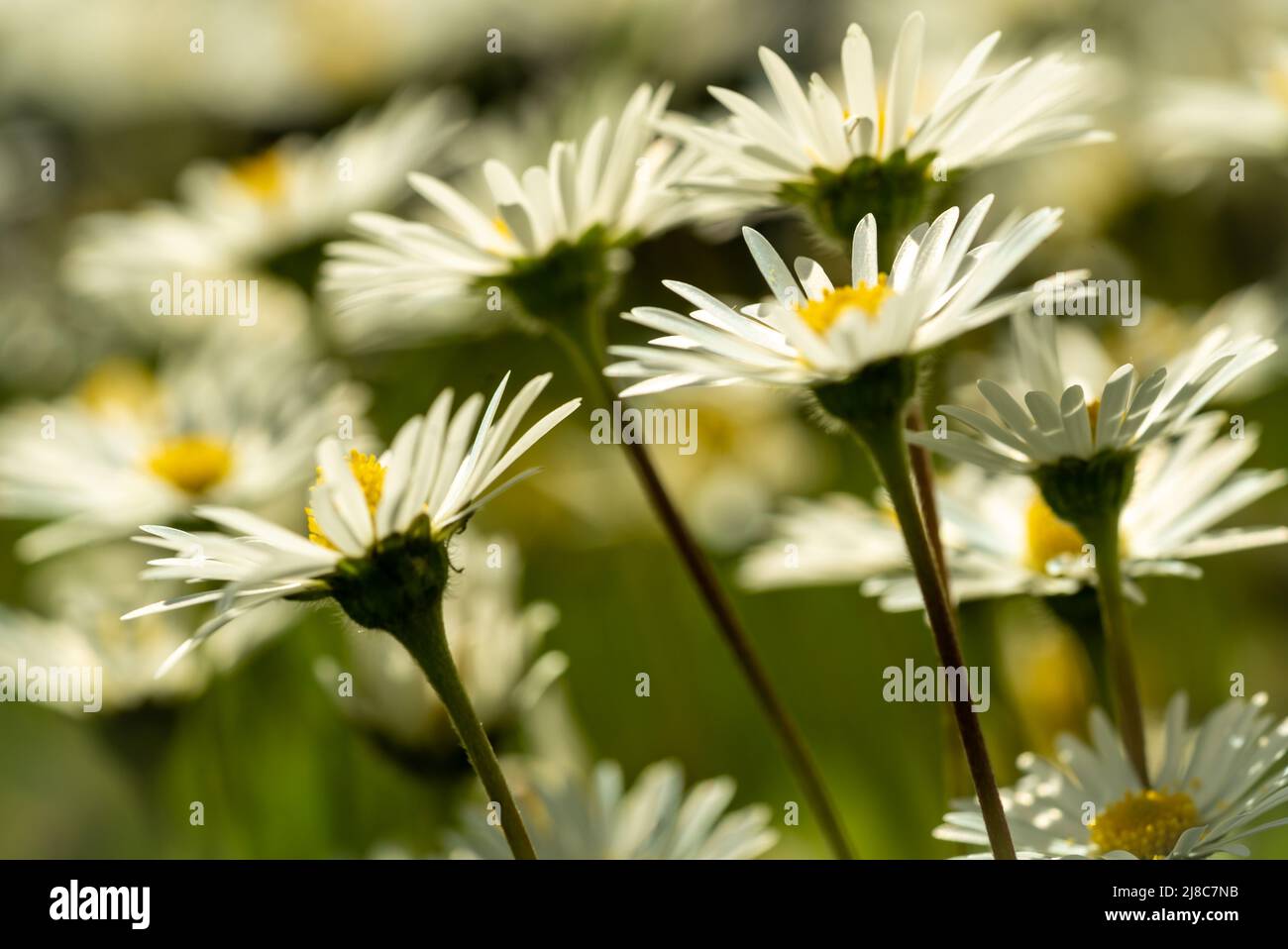 Le teste dei fiori a margherita sono viste da vicino Foto Stock